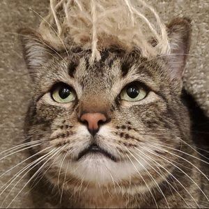 Meet your Posher, Shelly